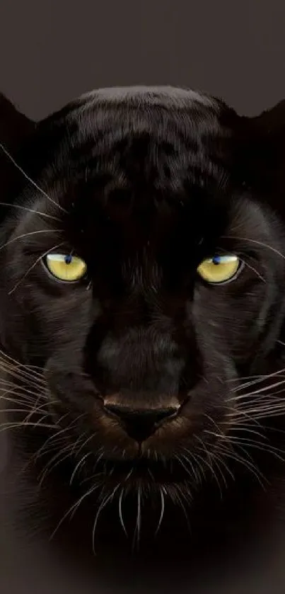 Black panther with vivid yellow eyes on dark background.