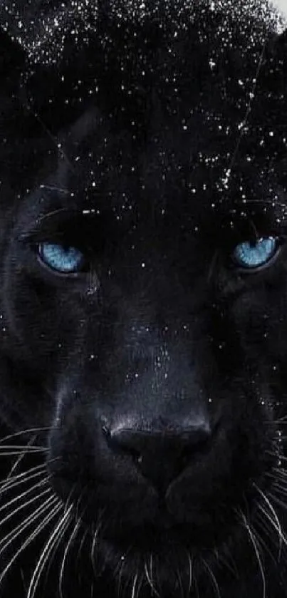 Black panther with striking blue eyes and snow-dusted face, set against a dark background.