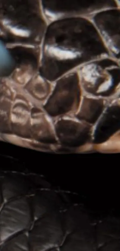 Close-up of a black snake highlighting its scales.