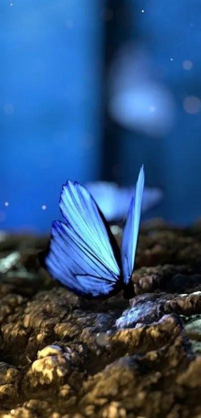 Blue butterfly on a textured surface with a magical blue background.