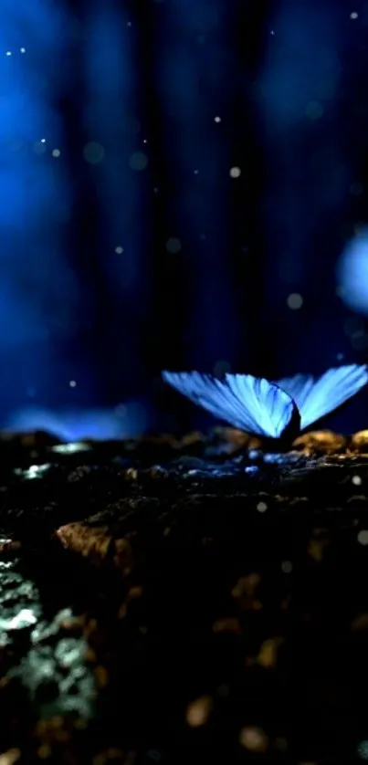 Blue butterfly on rocky surface in dark, dreamy forest setting.