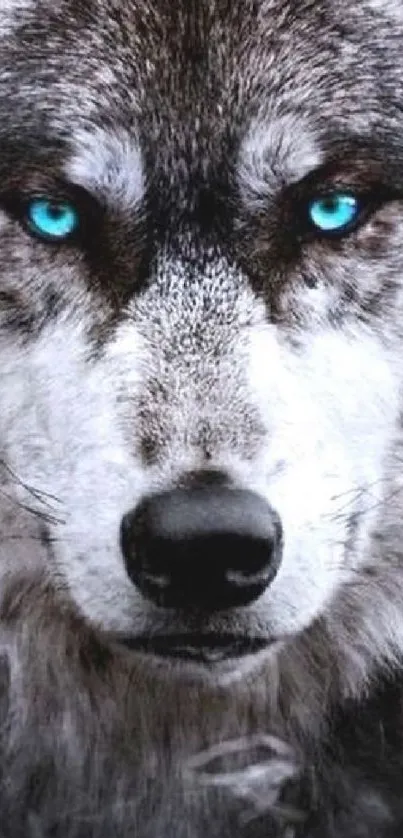 A close-up of a wolf with striking blue eyes on a mobile wallpaper.