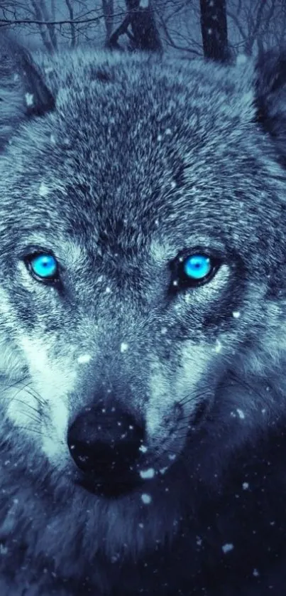 Blue-eyed wolf in a snowy forest wallpaper.