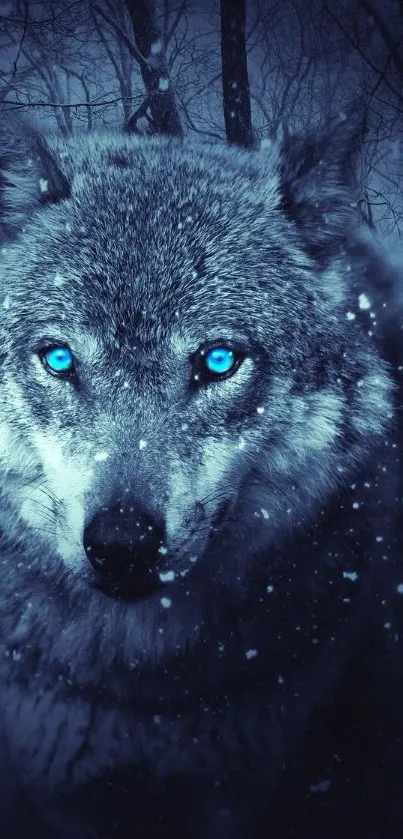 Blue-eyed wolf in a winter forest wallpaper.