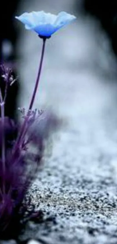 Blue flower on gravel pathway in serene setting.