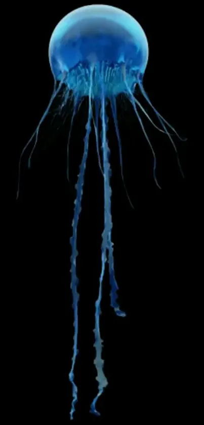 Blue jellyfish with dark background for mobile wallpaper.