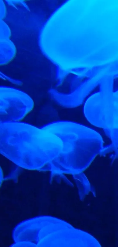 Vibrant blue jellyfish swimming in dark waters, glowing softly.