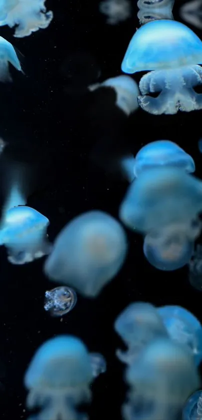 Blue jellyfish swimming in dark ocean wallpaper.