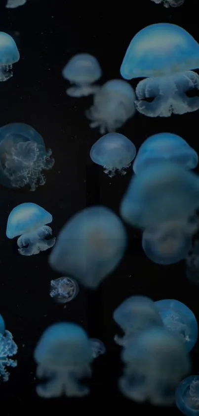 Mystical blue jellyfish floating on a dark ocean background.