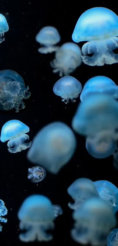 Beautiful blue jellyfish floating in a dark ocean background.