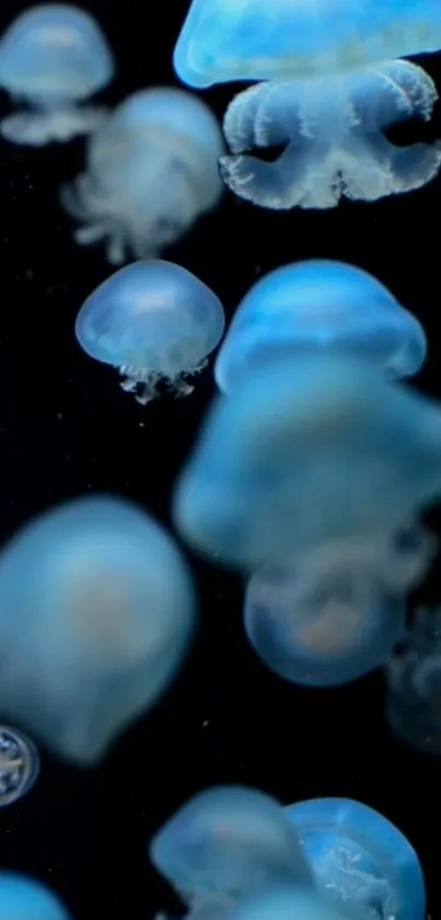 Mobile wallpaper of mystical blue jellyfish on a dark background.