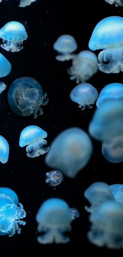 Blue jellyfish floating against a dark background.