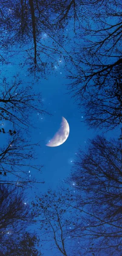 Moonlit night through tree silhouettes with blue sky.