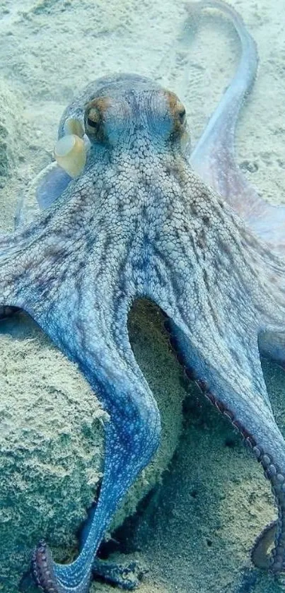 Beautiful blue octopus in underwater scene.