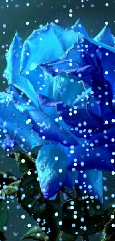 Blue rose with snowflakes on dark background.