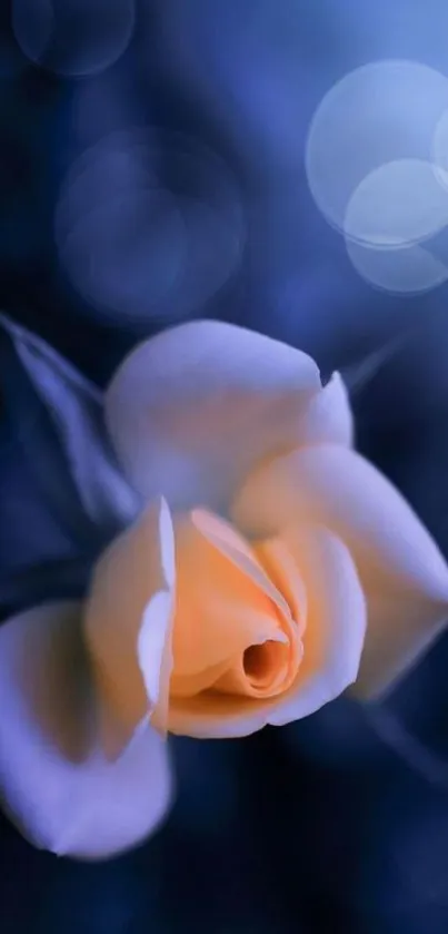 Mystical blue rose with soft bokeh background in a calming pattern.