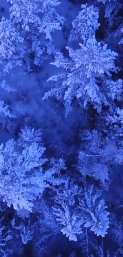 Aerial view of a blue-tinted snowy forest.