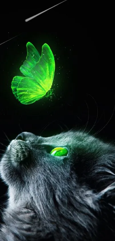 Gray cat with glowing green butterfly in dark background.