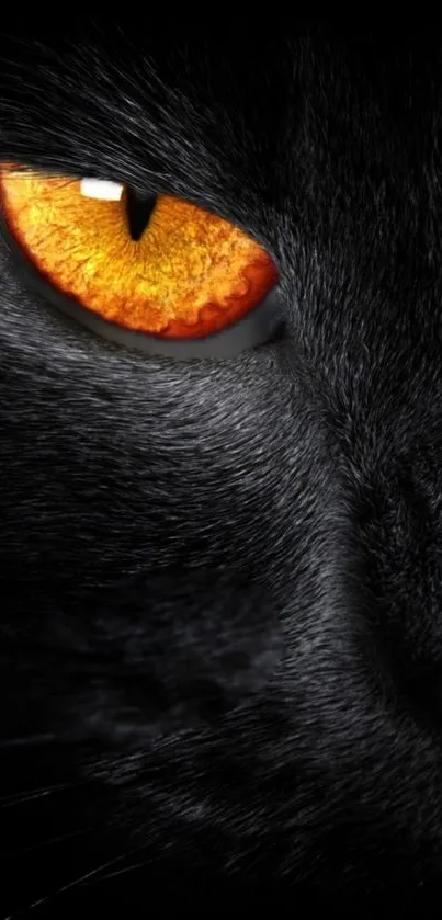 Close-up of a black cat's orange eye on a dark background.