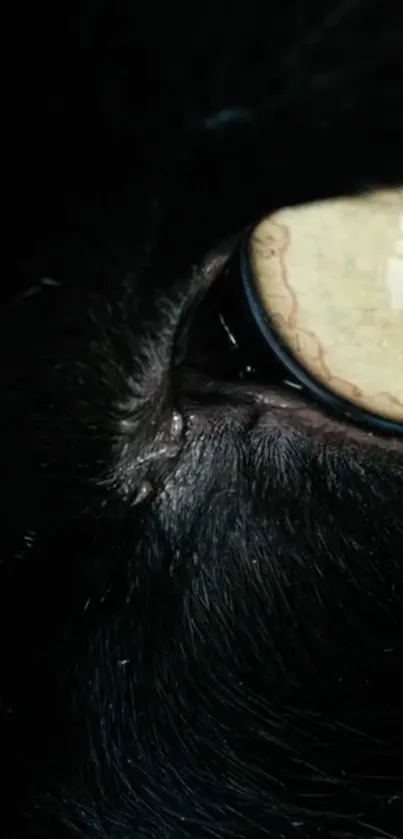 Close-up of a mystical cat's eye with black fur background.