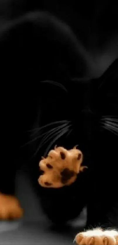 A black cat with prominently visible paws on a dark background.