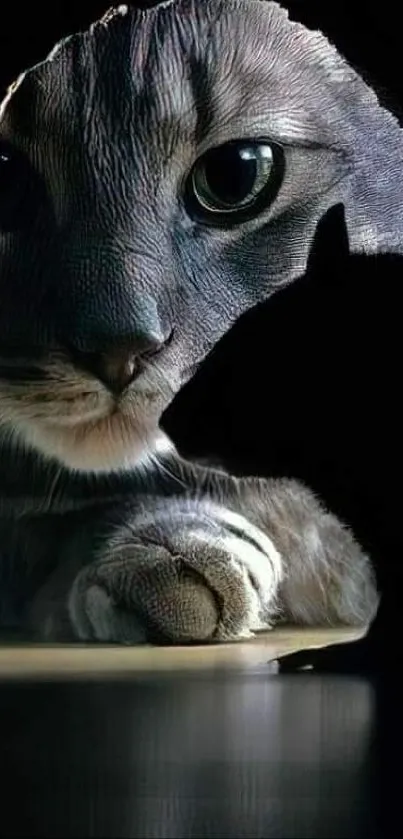 Cat peeking through a dark hole with silhouette.