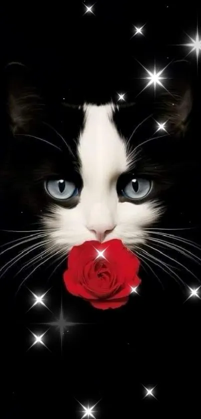 Black cat with blue eyes holding a red rose in a starry black background.