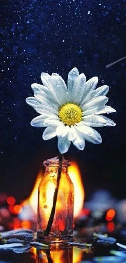 Glowing daisy in glass vase with dark blue background.