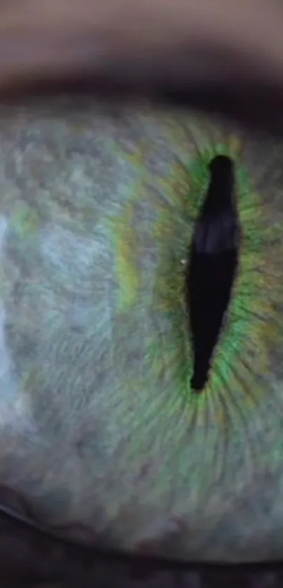 Close-up of a mystical green eye with detailed texture.