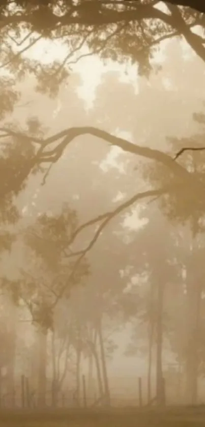 Foggy forest landscape with trees silhouetted in brown mist.