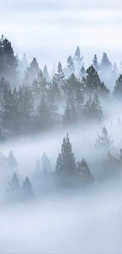 Foggy evergreen forest in misty atmosphere.