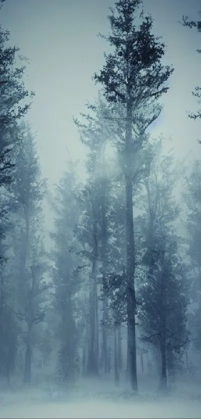 Foggy forest with tall trees and a mystical, blue-gray ambiance.