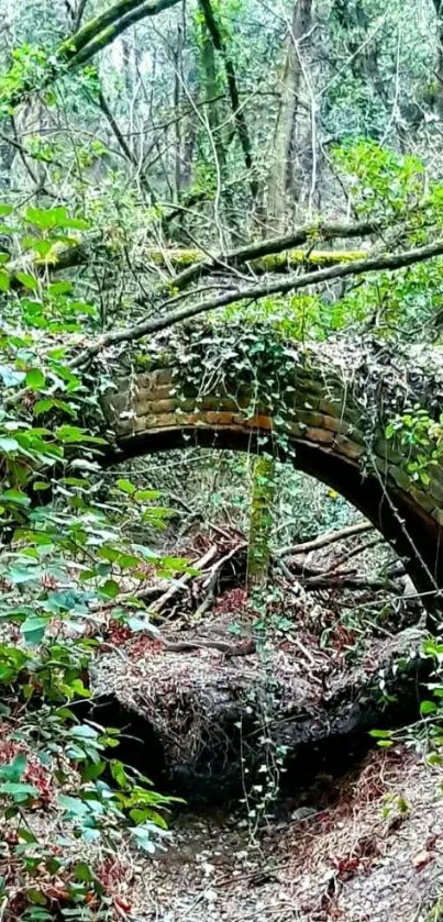 Ancient stone archway in lush green forest.