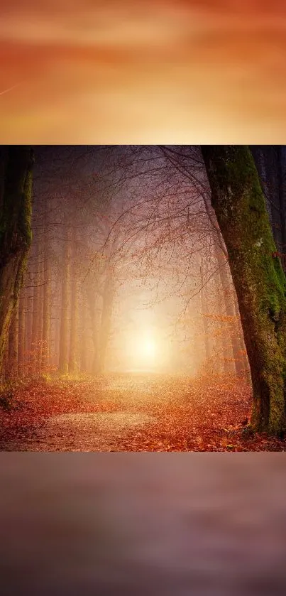 Misty forest path glowing with warm light creating a mystical ambiance.