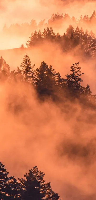 Mobile wallpaper of a forest enveloped in orange mist.