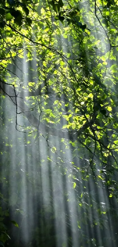 Sunlight filtering through lush green forest leaves.