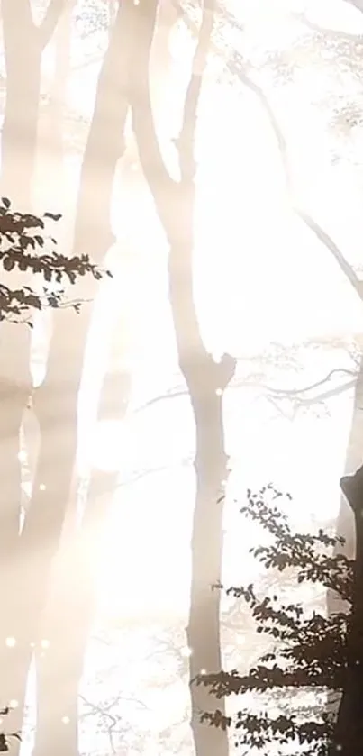 Mystical forest with sunlight streaming through tall trees.