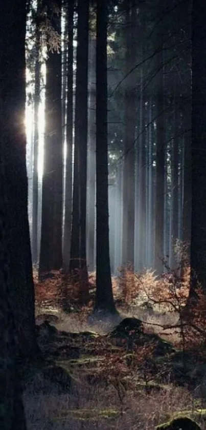 Sunlight streaming through a dense forest in a tranquil setting.