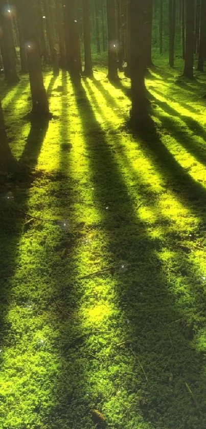 Sunlight filters through tall forest trees creating long shadows.