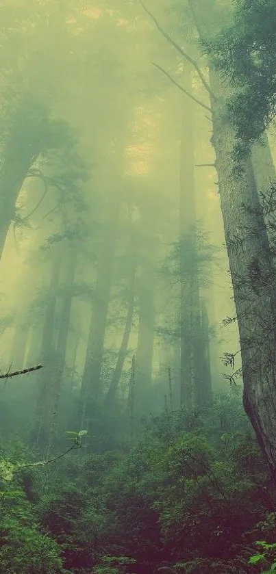 Misty forest with tall trees and green hues.