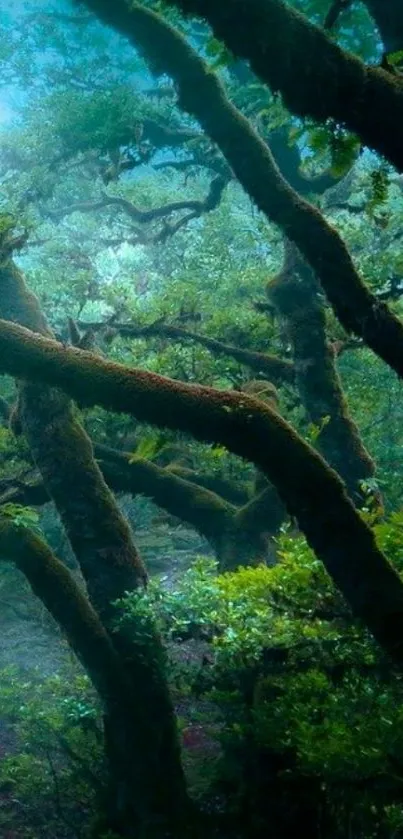 Mystical forest trees with misty green leaves and branches wallpaper.