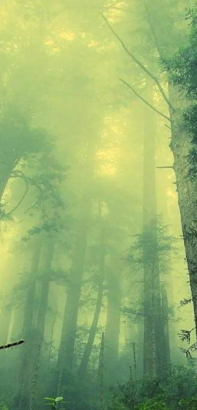 Misty forest with tall green trees and ethereal fog, ideal for mobile wallpaper.