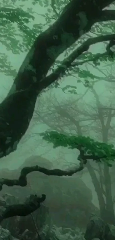 Mystical forest with dark trees and green foliage in fog.