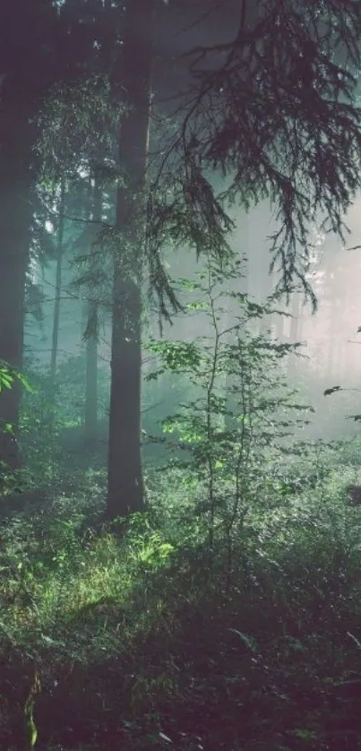 Mystical forest with sunlight filtering through trees.