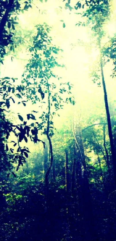 Mystical forest with sunlight shining through trees.