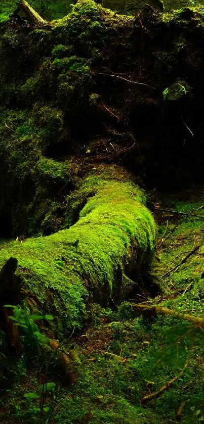 Moss-covered forest with fallen tree in serene green hues.