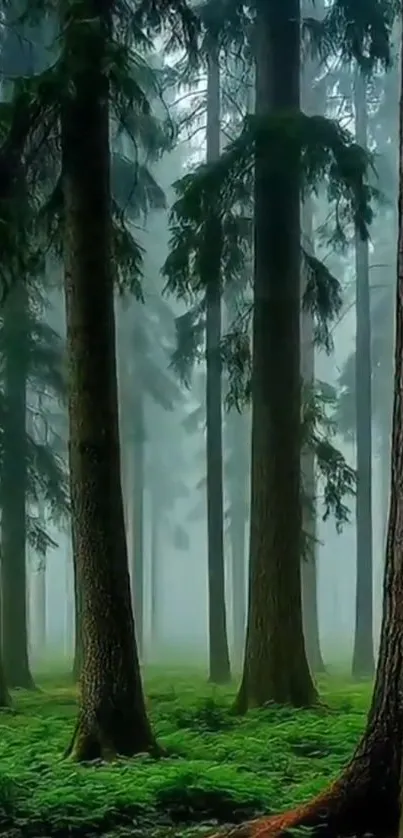 Mystical foggy forest with tall trees and lush ground cover.
