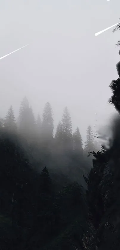 Foggy forest wallpaper with dark trees and a mystical ambiance.