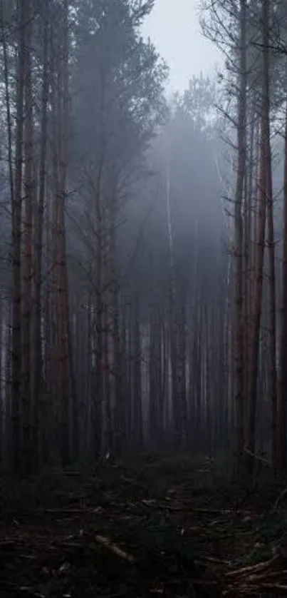 Misty forest with tall trees and a serene atmosphere.