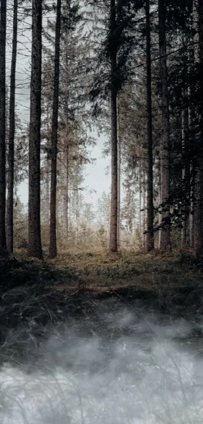 Misty forest scene with tall trees and a mystical ambiance.